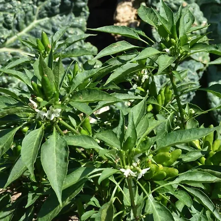 Lantgård Il Colle Bellagio