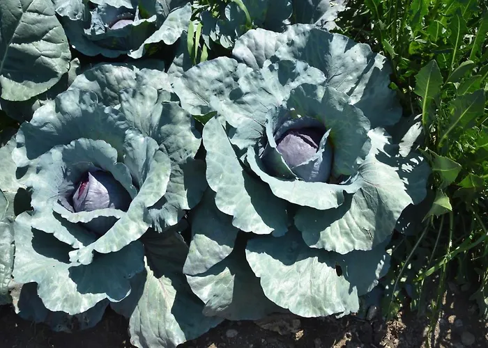 Il Colle ファームステイ *