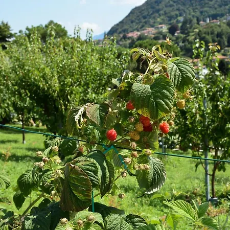 Il Colle Bellagio