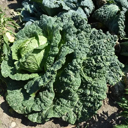 Séjour à la ferme Il Colle Bellagio