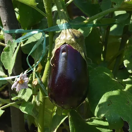 Vakantieboerderij Il Colle