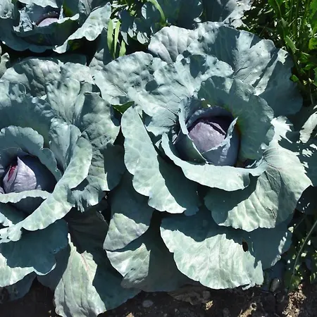 Il Colle Séjour à la ferme *