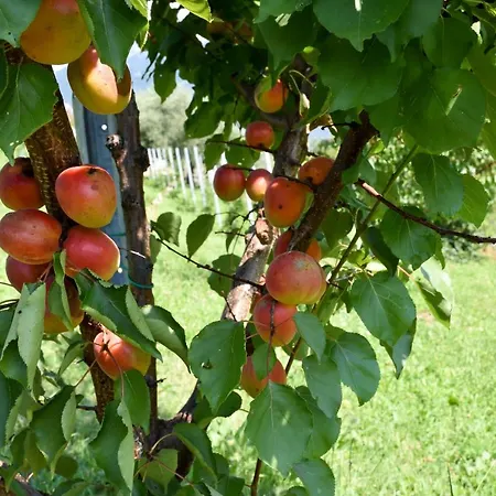 Bauernhof Il Colle *