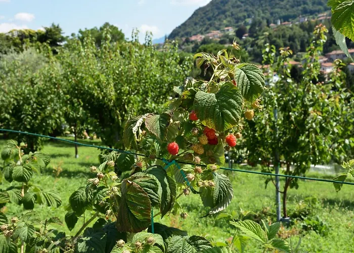 Il Colle בלאג'יו