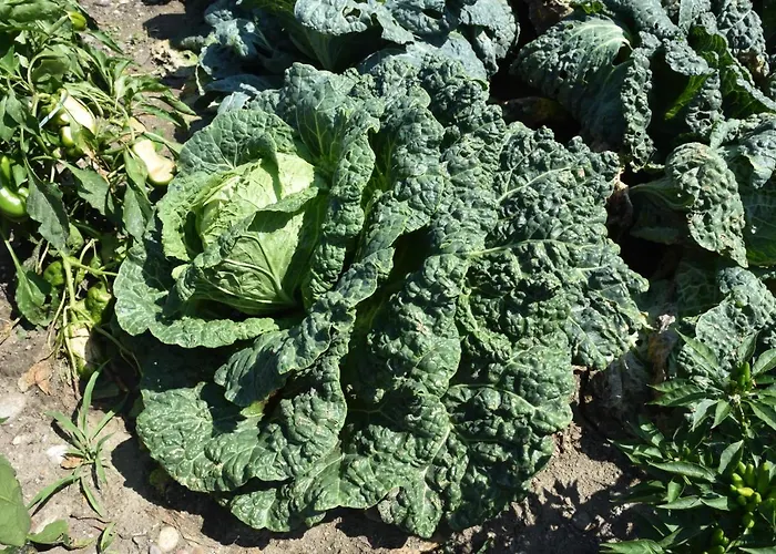 בית חווה Il Colle בלאג'יו