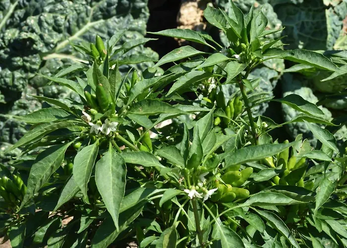 בית חווה Il Colle בלאג'יו