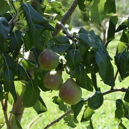 Il Colle * بيلاجيو