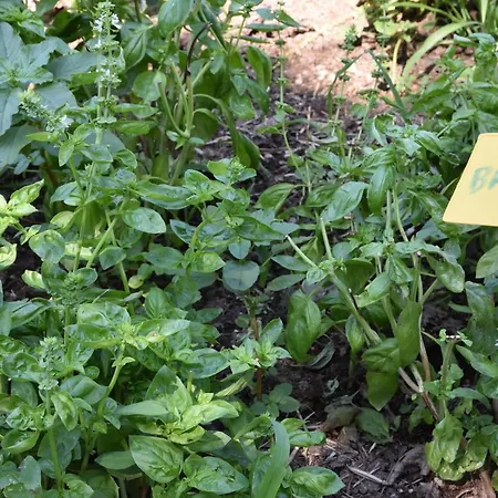 مزرعة للإقامة Il Colle *