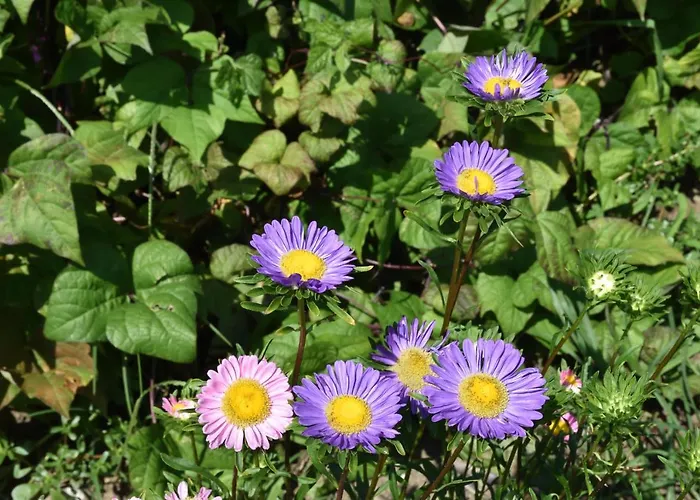 Il Colle Белладжо