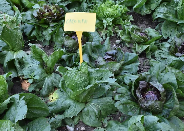 Il Colle Фермерский дом