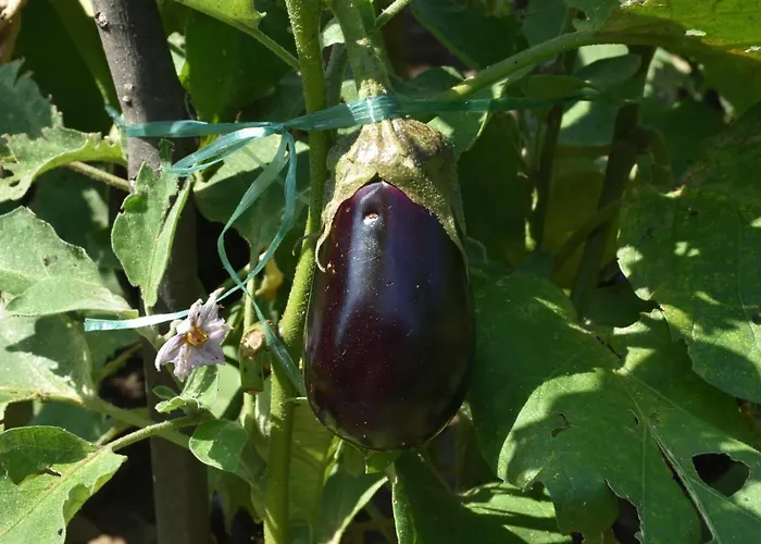 Фермерский дом Il Colle